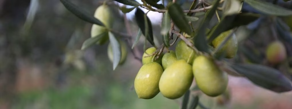 Aa 20230612 31409437 31409435 muglada 4 zeytinyagi kalite yarismasi odul toreni yapilacak e1686578630460 1024x617 1 e1756810493172