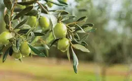 Zeytinliklerimizi “Üstün Kamu Yararı” bahanesiyle talana açmak istiyorlar 1