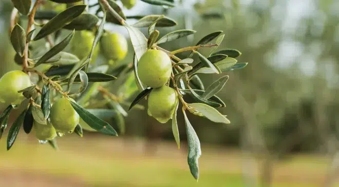 Zeytinliklerimizi “Üstün Kamu Yararı” bahanesiyle talana açmak istiyorlar 1
