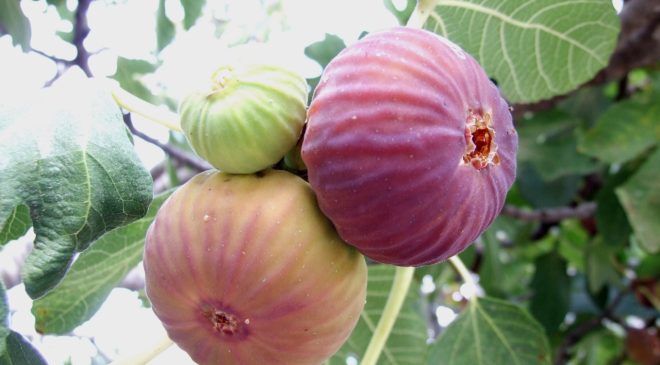 Taze incir ihracatında 2025 yılı hedefi 100 milyon dolar