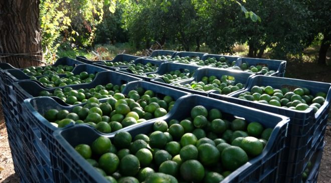 Üreticiye Büyük Katkı 72 Üreticiden 55 Ton Yeşil Bodrum Mandalini Alındı.