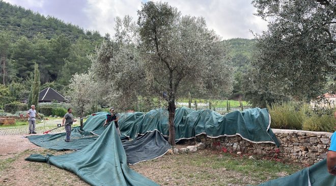Bodrum’da Zeytin Hasadı Başladı