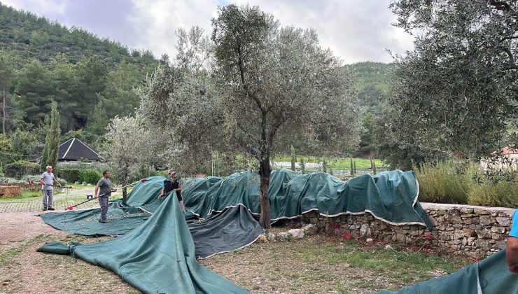 Bodrum’da zeytin hasadı başladı