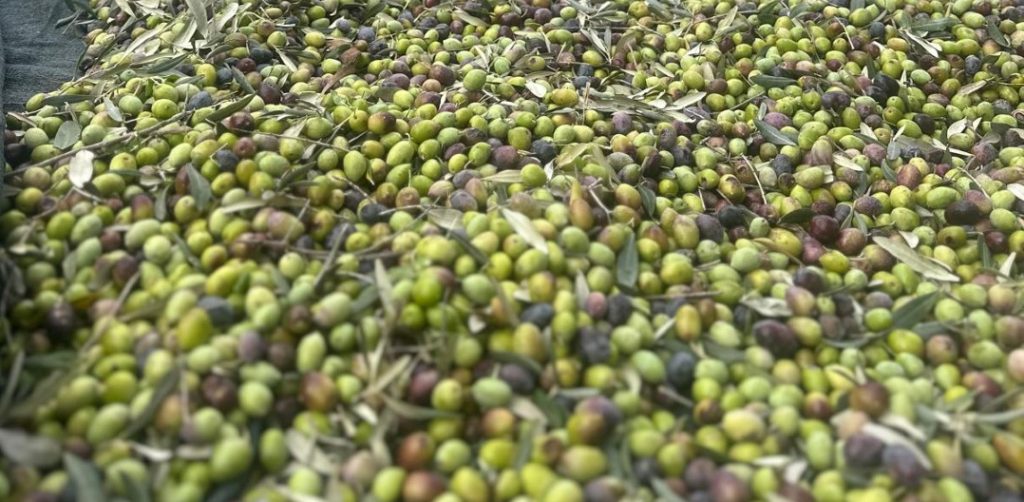 21 11 2025 belediyeden ureticiye teknik destek ve ozel bakim rehberi 9 e1763724183336