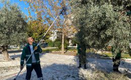 MİLAS BELEDİYESİ PARK VE YEŞİL ALANLARDA ZEYTİN HASADINA DEVAM EDİYOR