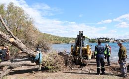 Bodrum’da Fırtınada Devrilen Ilgın Ağaçları Yeniden Toprakla Buluşuyor