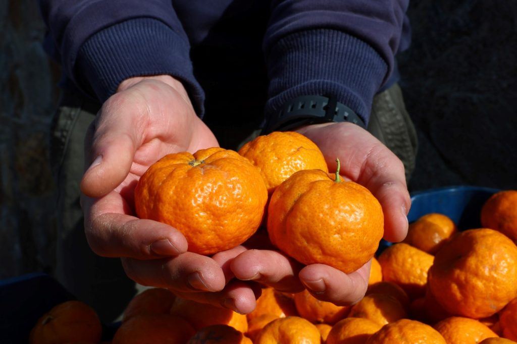 Bodrum mandalin ureticisine destek 1