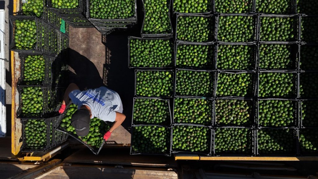 Bodrum mandalin ureticisine destek 2