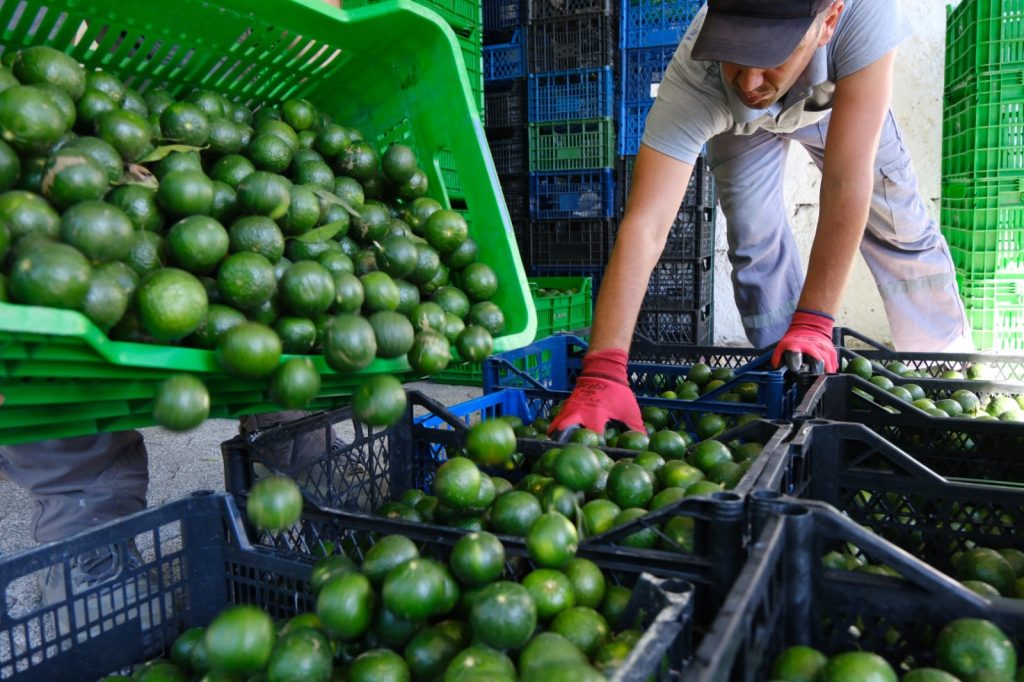 Bodrum mandalin ureticisine destek 5