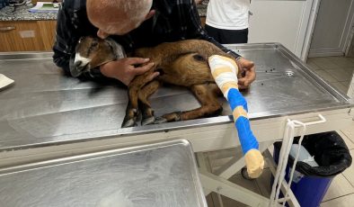 Yaralı Oğlak Muğla Büyükşehir Belediyesi’nin Müdahalesiyle Sağlığına Kavuştu 1