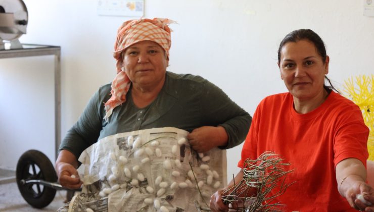 Muğla’da İpek Böceği Kozaları Berekete Dönüştü